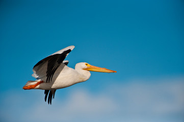 USA, Florida, Fort Meyers, Sanibel Island, J.N. Ding Darling National Wildlife Refuge, American White Pelican flying