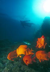 Fototapeta na wymiar Garibaldis (Hysypops rubiundus) Channel Islands, California