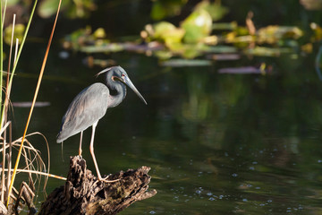 USA, Florida, Everglades National Park. Tricolored heron looking for prey.
