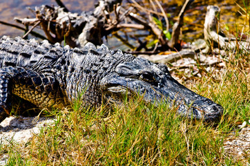 USA, Florida, Fort Meyers, Sanibel Island, J.N. Ding Darling National Wildlife Refuge, American Alligator