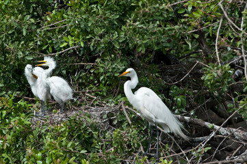 USA, Florida, Venice. Audubon Rookery, Great Egret adult at nest with babies