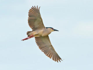 USA, Florida, Venice. Audubon Rookery, Black-crowned Night Heron flying
