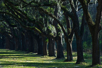 USA, Georgia. Large moss-covered oak trees near Savannah. 