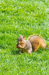 Naklejka na ściany i meble USA, Colorado, Colorado Springs. Eastern Fox Squirrel (Sciurus niger) forages nuts.