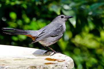 USA, Florida, Immokalee, Gray Catbird perched on bird bath