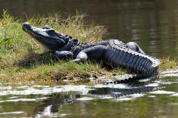 USA - Florida - American Alligator
