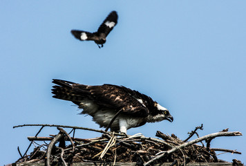 Lewes, Delaware. Meadowlark Bird Aggressively Approaches an Osprey in his Nest © Jolly Sienda/Danita Delimont