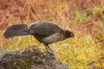 USA, Hawaii. Male kalij pheasant. Credit as: Cathy & Gordon Illg / Jaynes Gallery / DanitaDelimont.com