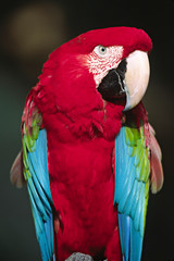 North America, Florida. A captive Scarlet Macaw (Ara macao). It is a native of the rainforest canopy of South and Central America.