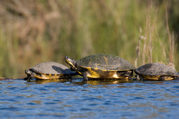 USA - Florida - Turtles lined up at edge of pond