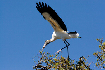 USA - Florida - Wood Stork at Alligator Farm rookery in St Augustine.