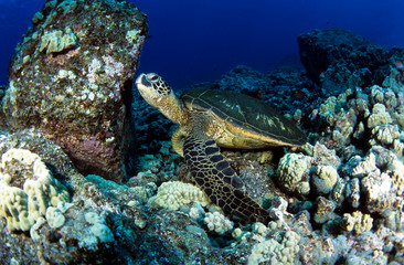 Naklejka na ściany i meble Green sea turtle, Hawaii