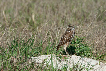 USA, Florida, Cape Coral, Seahawk Park, Burrowing Owl at Nest Burrow