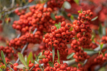 Clusters of red berries, New Smyrna Beach, Florida, Usa