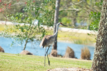 USA, Florida, Sarasota National Cemetery Sandhill Cranes