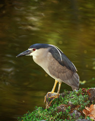USA, Hawaii, Big Island, North Kona,Night Heron