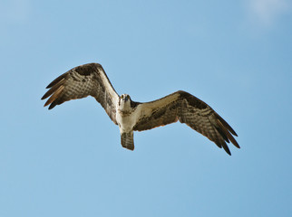 USA, Florida, Clewiston, STA 5, Osprey in Flight