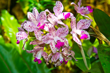 USA, Florida, Sarasota. Selby Gardens, Cymbidium Orchid