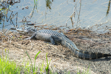 USA, Florida, Merritt Island, National Wildlife Refuge, alligator.