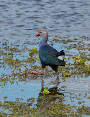 USA, Florida, Clewiston, STA 5, Purple Swamphen