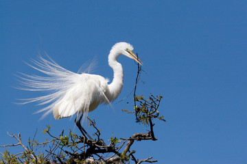 USA - Florida - Great Egret in breeding plumage at Alligator Farm rookery in St Augustine.