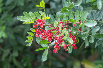 USA, Florida, Daytona, Brazilian Pepper tree.