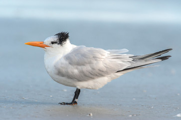 USA, Florida, New Smyrna Beach, Royal Terns.