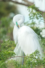 USA, Florida, Orlando, Great Egret, Gatorland.