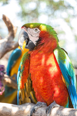 USA, Florida, Orlando, Scarlett Macaw, Gatorland.
