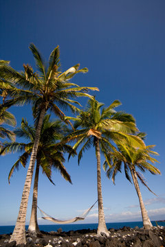 NA, USA, Hawaii, Big Island, Kona, Kona Village, Hammock Suspended Between Two Palm Trees along lava strewn shoreline
