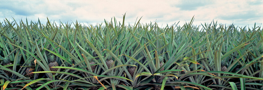 USA, Hawaii, Oahu. Pineapple fields are a common sight near the North Shore of Oahu, Hawaii.