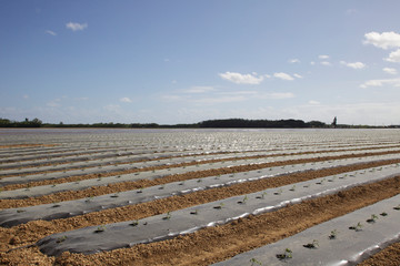 USA, Florida, Homestead, agricultural covered rows.
