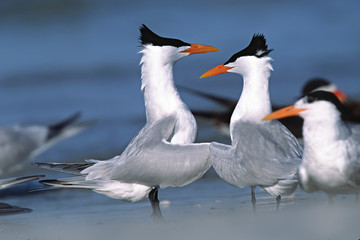 North America, USA, Florida, Fort De Soto Park. A pair of Royal Terns(Thalasseus maximus or Sterna maximus) in a courtship dance or ritual