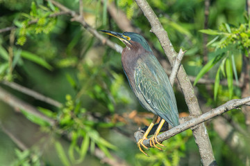 USA, Florida, Orlando, Green-Backed Heron, Gatorland.