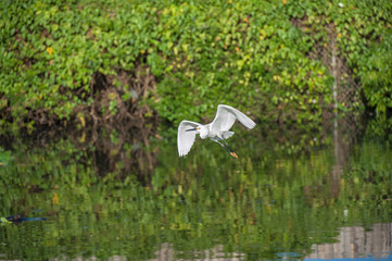 USA, Florida, Orlando, Snowy Egret, Gatorland.
