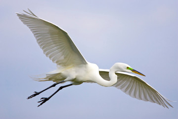 USA, Florida, Venice. Portrait of great egret flying at Venice Rookery. 