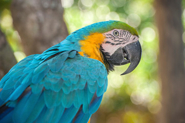 USA, Florida, Orlando, Blue-and-Yellow Macaw, Gatorland.