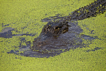 Naklejka premium USA, Florida, Fakahatchee Strand Preserve State Park Alligator.