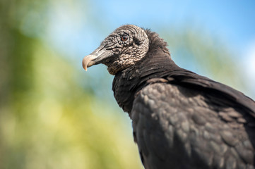 USA, Florida, Orlando, Black Vulture, Gatorland.