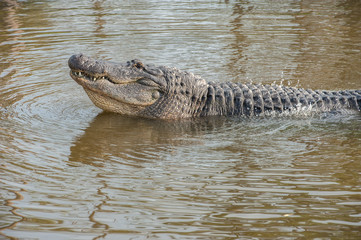 Obraz premium USA, Florida, Orlando, alligator doing water dance at Gatorland.