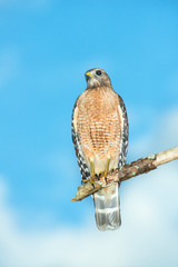 USA, Florida, Spruce Creek, red-shouldered hawk.