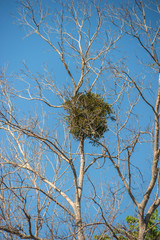 USA, Florida, Orange City, St. Johns River, Blue Spring State Park, mistletoe.
