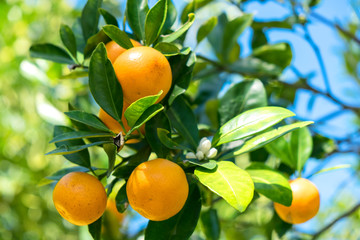 USA, Florida, detail of orange tree