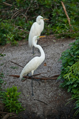 USA, Florida, Venice. Audubon Rookery, Great Egret pair