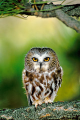 USA, Colorado. Close-up of northern saw-whet owl perched on fir tree limb. (Wildlife Rescue) 