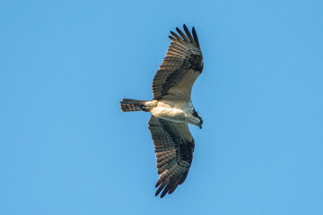 USA, Florida, New Smyrna Beach, Osprey flying.