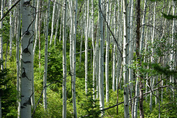 Aspen trees growing in the rocky mountains surrounding Park City, Utah.