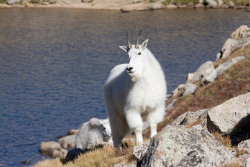 North America - USA - Colorado - Rocky Mountains - Mount Evans. Mountain goat - oreamnos americanus.