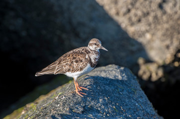 USA, Florida, New Smyrna Beach, Wilson's Plover on rock.
