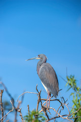 USA, Florida, Orlando, Tricolored Heron, Gatorland.